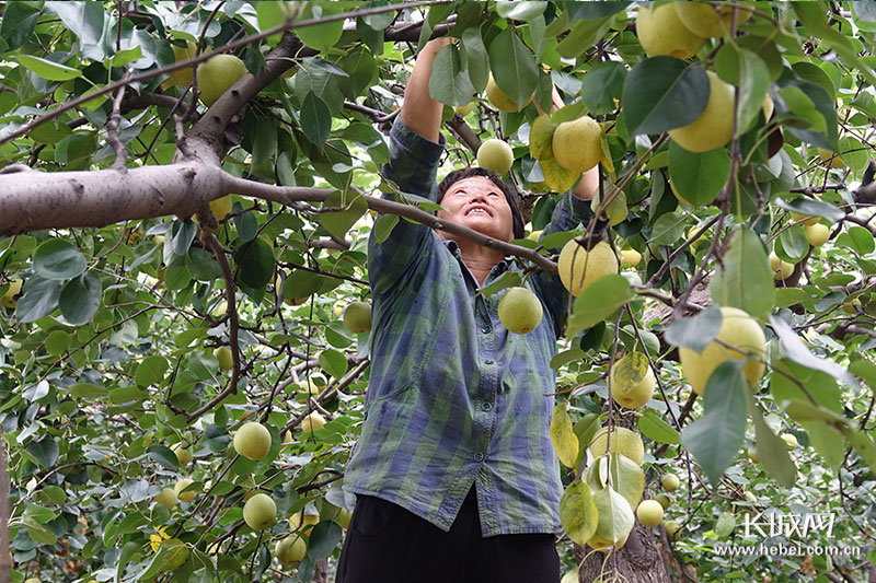 河北晋州特级甜鸭梨,河北百年老梨树鸭梨