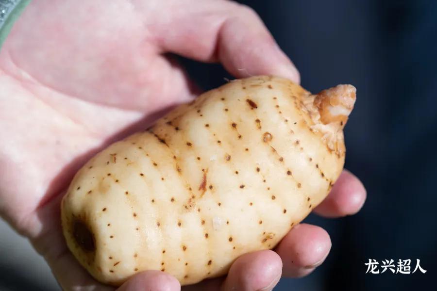 贵州的道地药材天麻,天麻属于哪里的道地药材