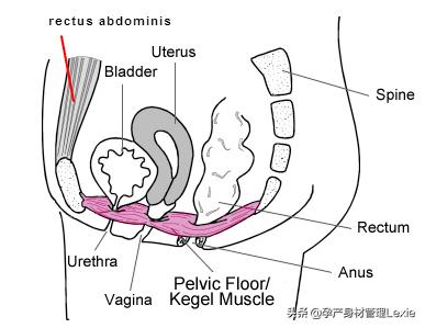 产后漏尿多久凯格尔能恢复,产后一年漏尿是什么原因引起的