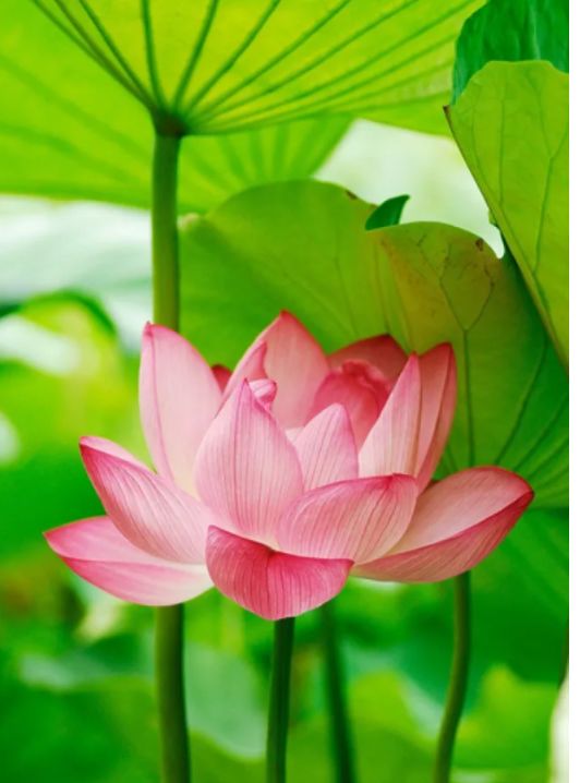 中国水墨荷花欣赏映日荷花别样红,映日荷花别样红写的是哪里的荷花