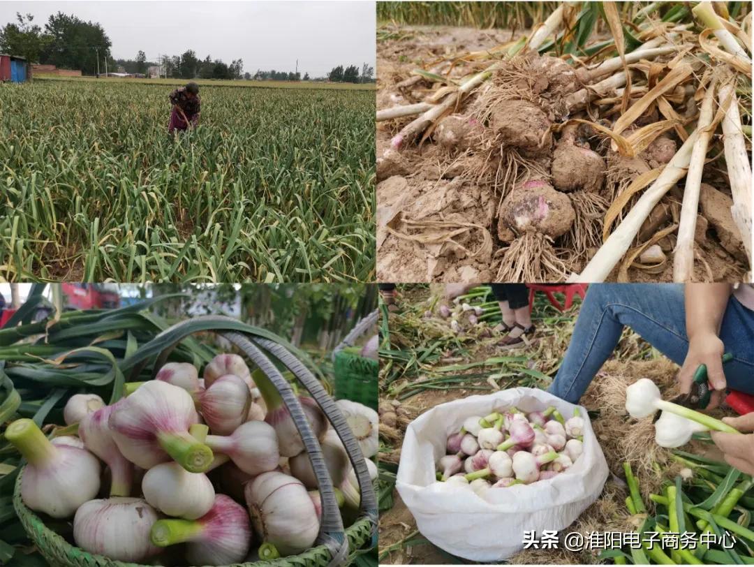 3天累计销售大蒜110多吨