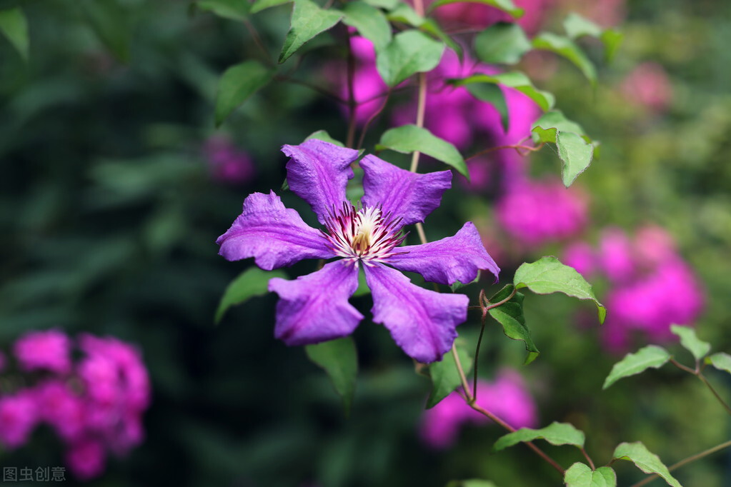 都说它们是“花园三宝”,我却觉得是“花园三坑”,你觉得呢