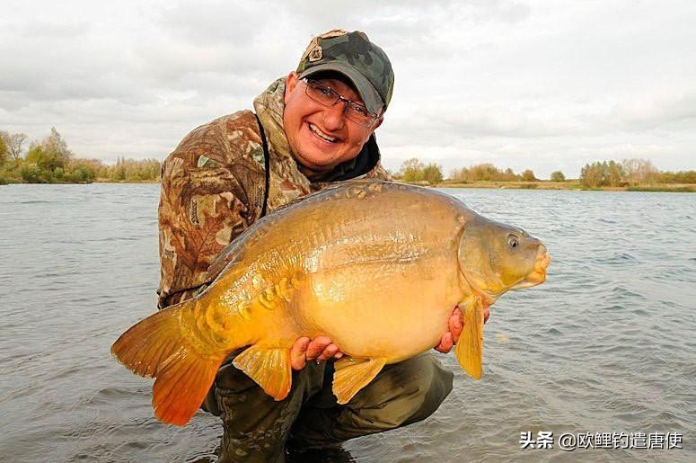 欧鲤钓钓组篇,欧鲤钓组和飞德钓组