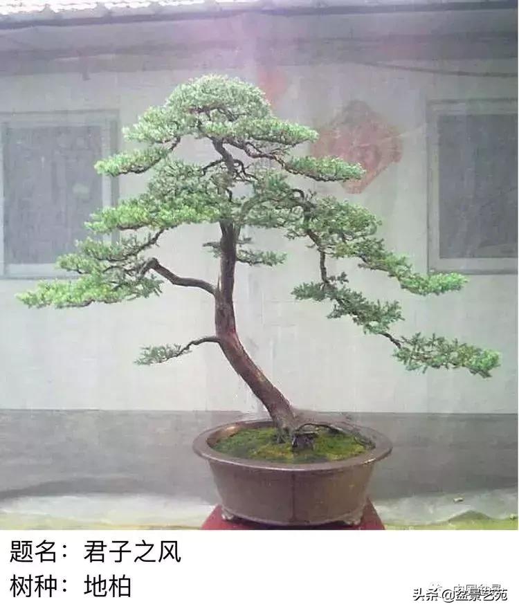 山东盆景艺术大师王桂华,金艳盆景精品欣赏