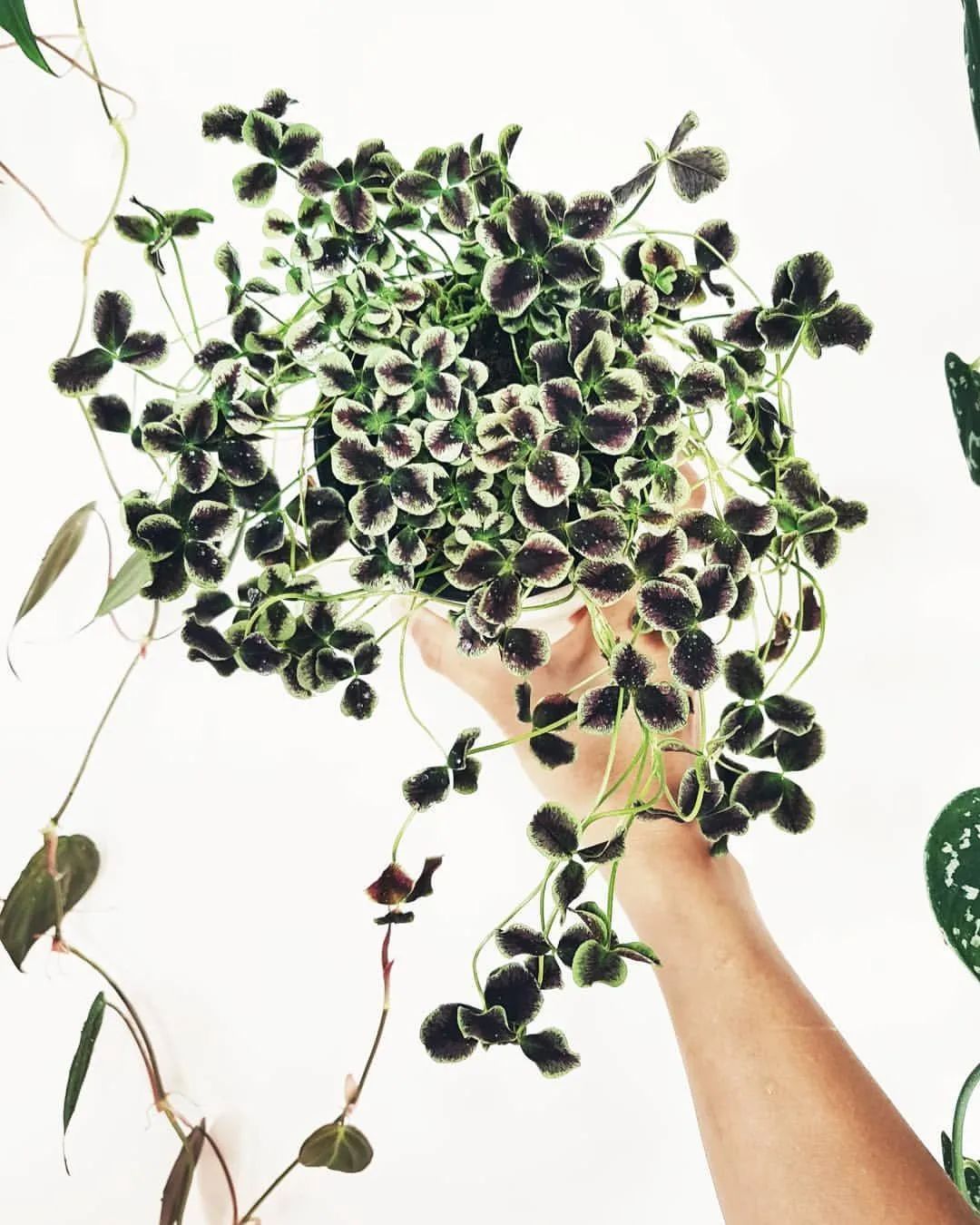 有什么三叶草叶子比花好看,能轻松找到四片叶子的彩叶三叶草