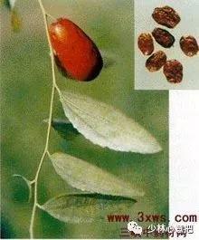 中药药材大全及功效,补肾中药大全及功效