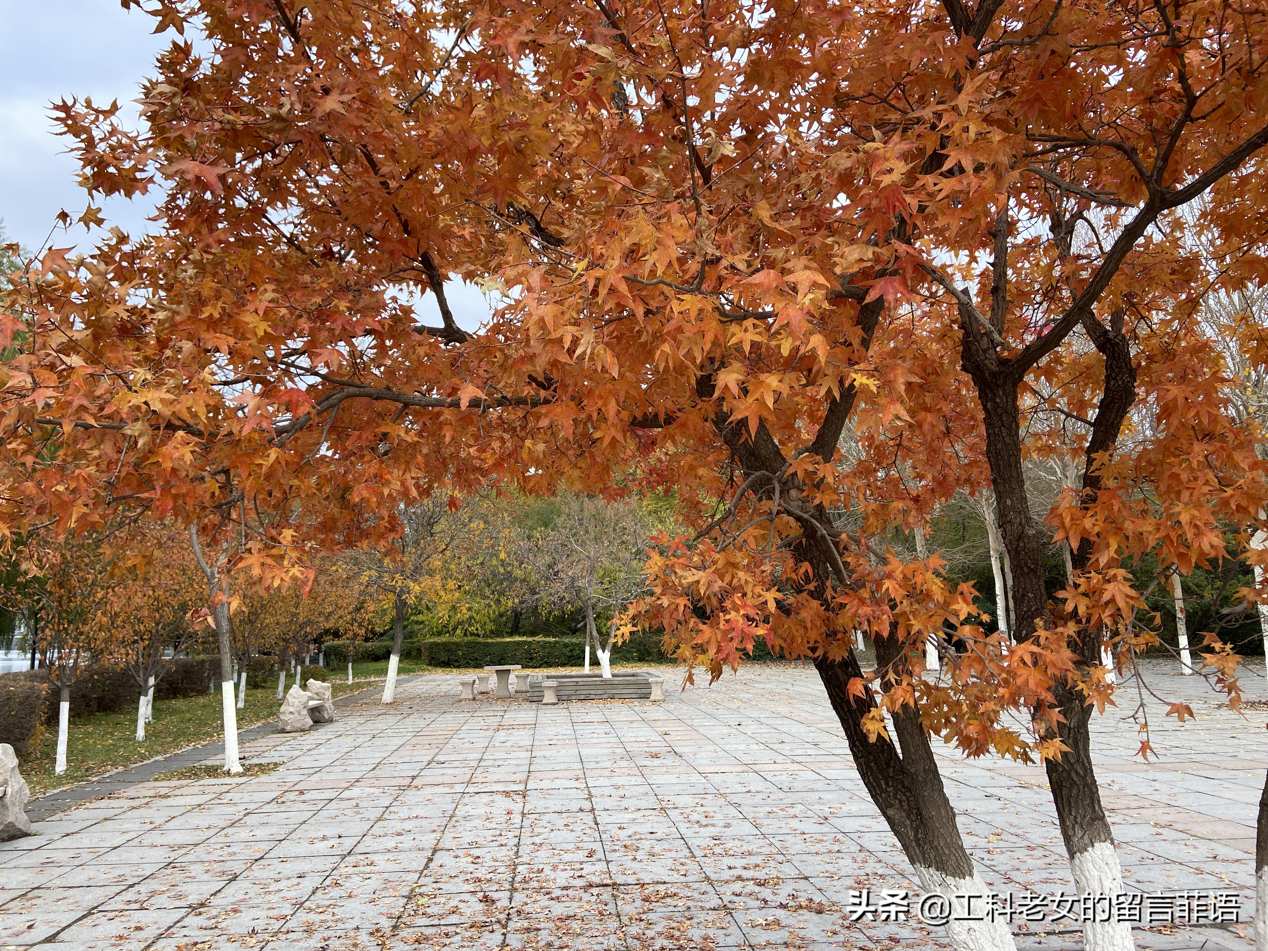 沈阳看秋叶好去处,沈阳秋叶