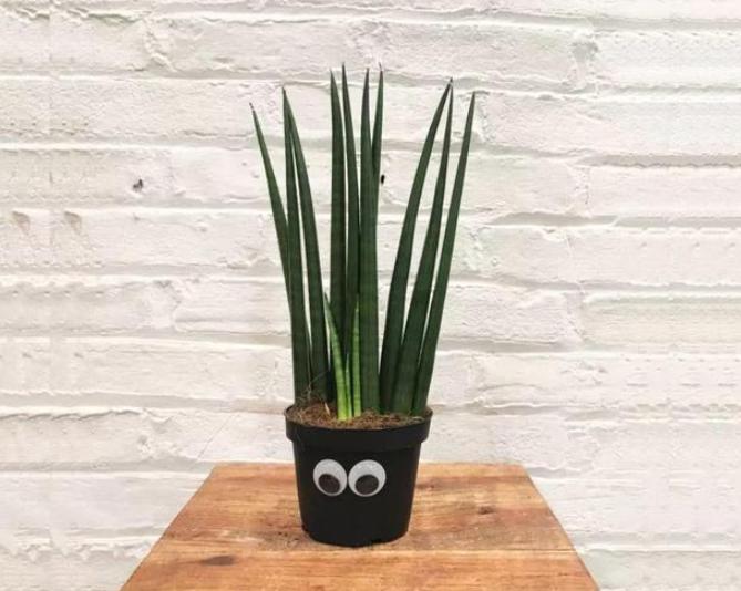 虎尾兰的叶子发蔫怎么回事,虎尾兰叶子发软怎么回事