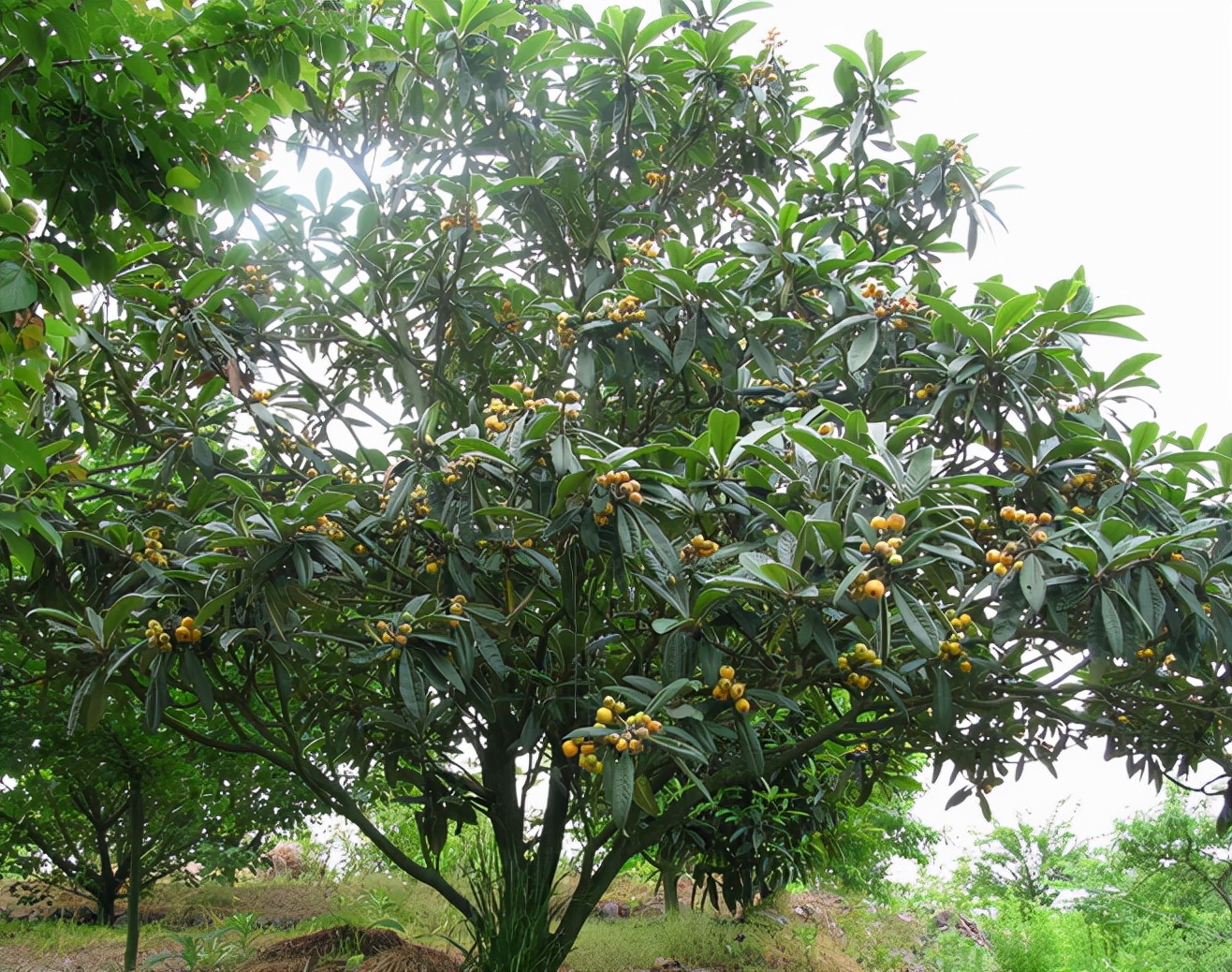 最适合庭院栽种的果树,适宜庭院种植的观赏果树