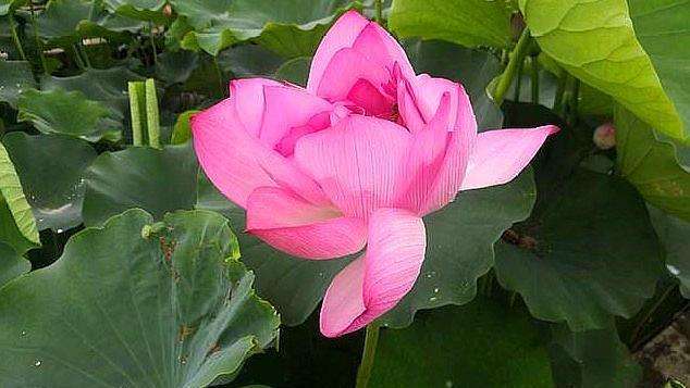 开往春天的广东列车,开往春天的列车是开往哪的