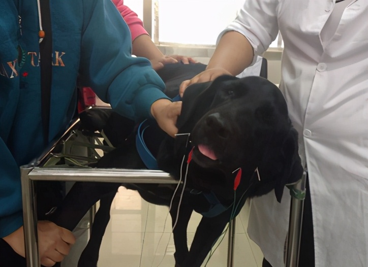 那些年我曾经养过的小狗,那些年我曾经养过的狗