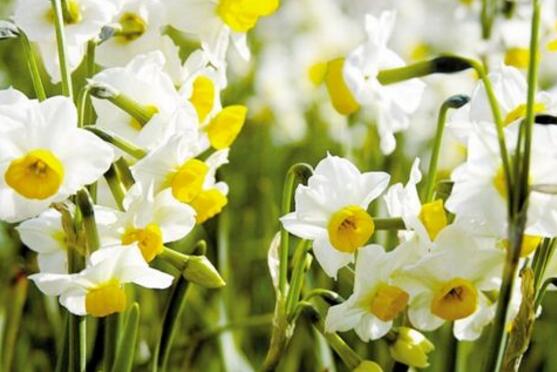 水仙花开花后叶子发黄怎么回事,水仙花叶子发黄怎么办