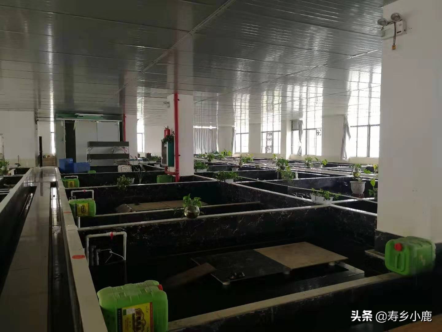 龟浮水什么样,龟浮水的原因