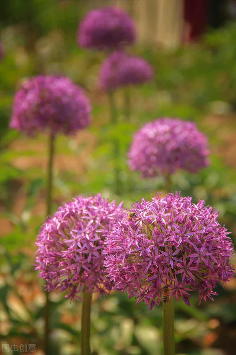 那些令人赞叹的庭院花卉,5种庭院生活方式的花卉