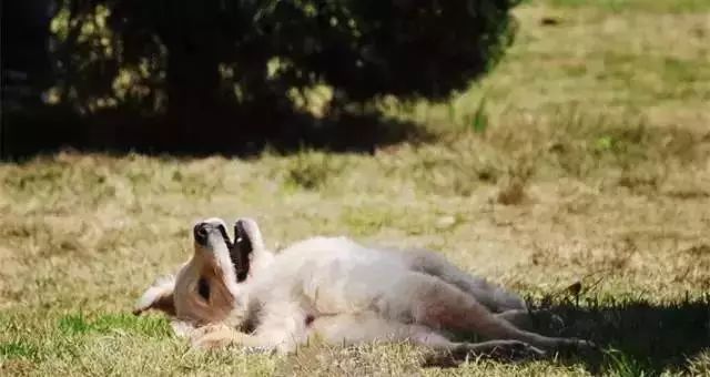 犬瘟病毒在室温下存活多久,狗狗感染犬瘟病毒症状