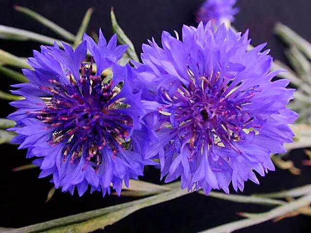 德国国花什么颜色的矢车菊,矢车菊国花