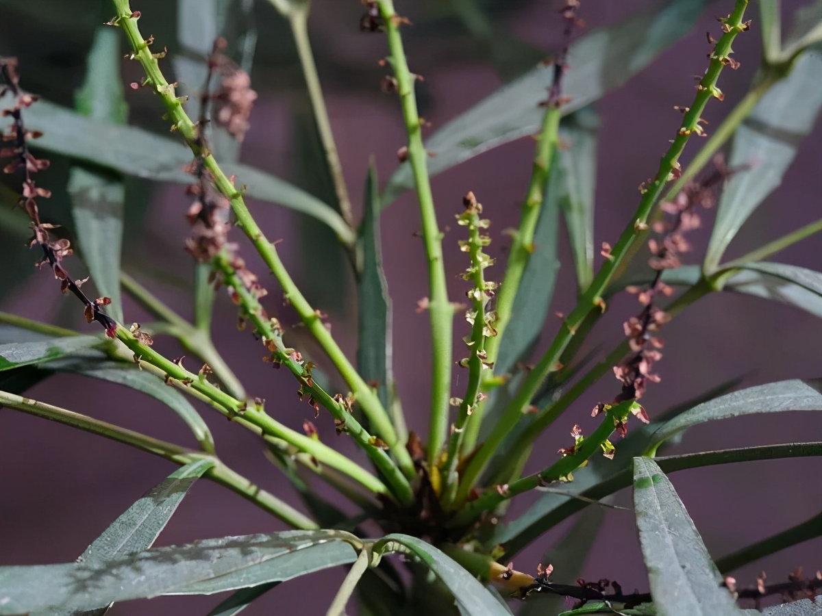 富士中画幅相机gfx100s有什么优点,富士中画幅相机gfx100s