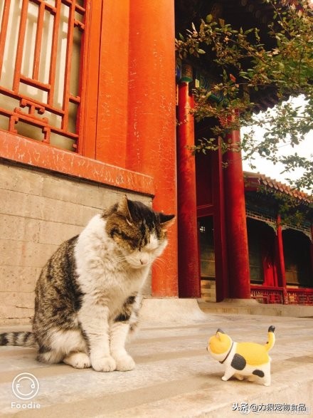 故宫的御前带爪护卫小崽儿,回喵星了……