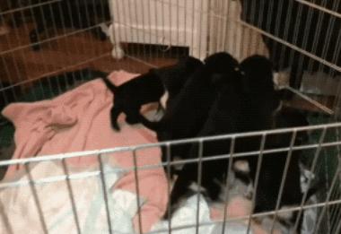 拉布拉多全生小奶狗,拉布拉多狗子生小奶狗