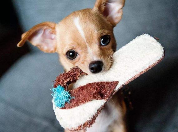 家里养的狗特别蠢怎么办,小土狗一直咬主人的手怎么解决