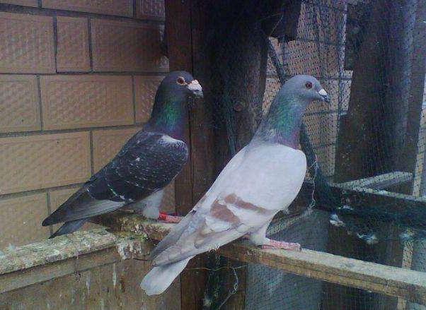 什么原因会造成整个鸽舍鸽子不叫,为什么有许多养鸽人抓天落鸽去卖
