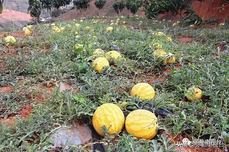 弥勒千亩西瓜熟了!黄心瓜、红心瓜、小香瓜…你喜欢哪种?