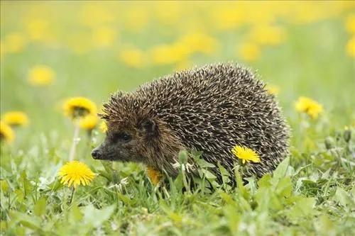 刺猬为什么不能放到外面,刺猬为什么不能玩