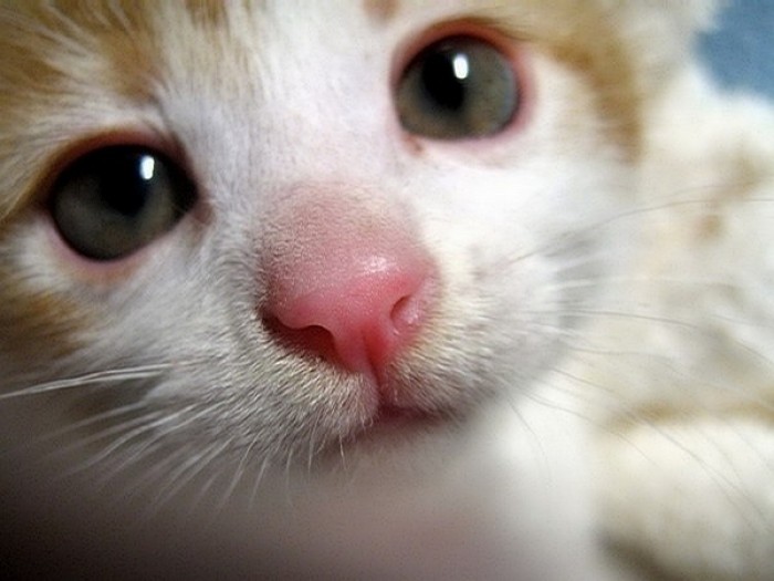 新手怎么选猫图解,新手选猫怎么避雷