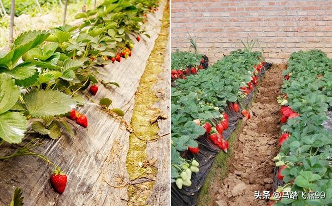 苏州相城区水果采摘园推荐,苏州枇杷樱桃采摘园