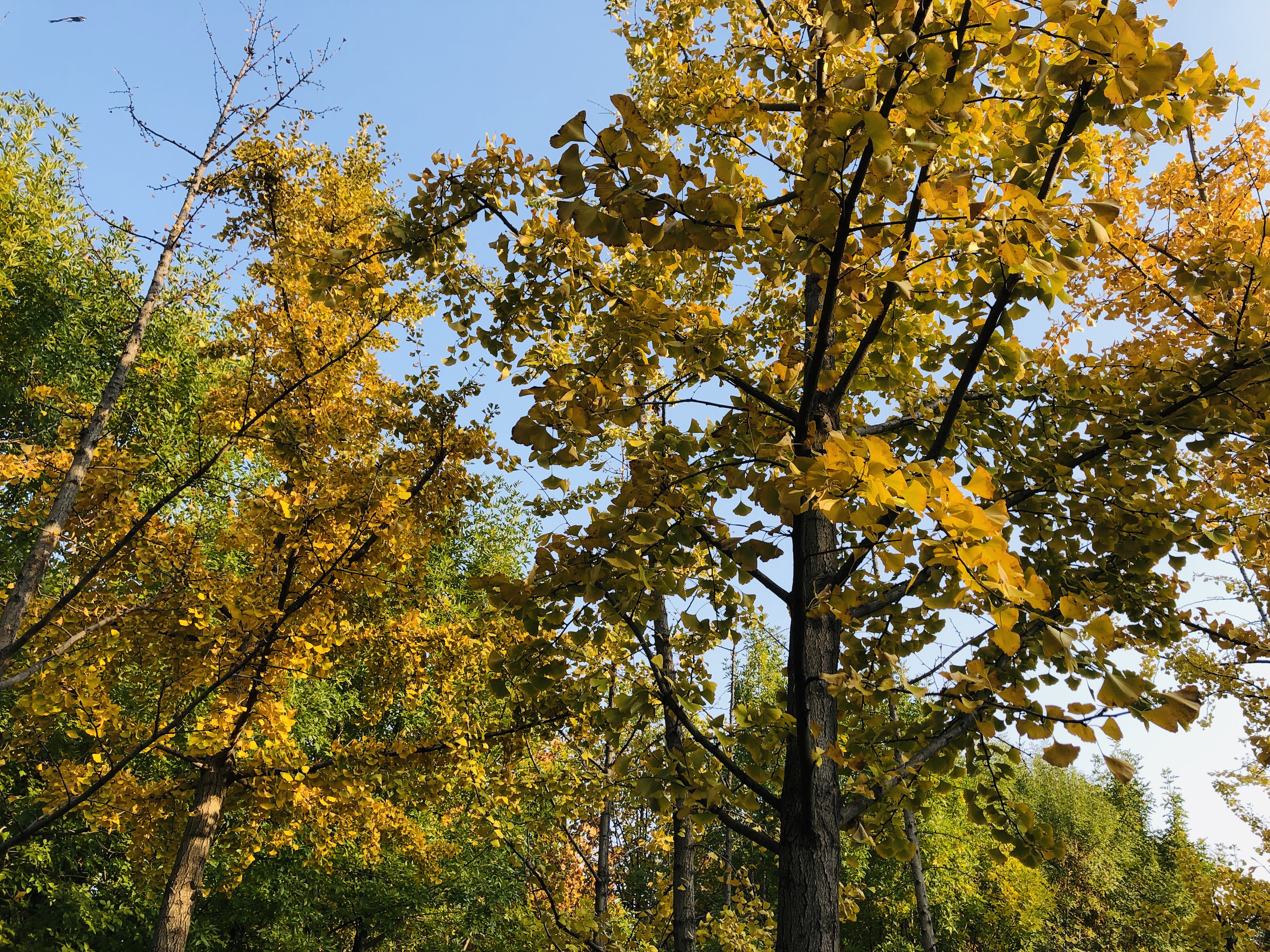 雨后的济南森林公园美景让人陶醉,济南森林公园美成“童话”