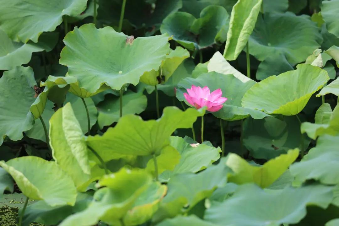杭州第一波荷花美图大放送！赏荷佳期竟是早上6-8点，哪里最好拍？最新赏荷地图收好