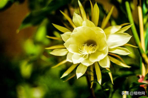 扦插的昙花第二年能开花吗,昙花叶片扦插多久可以开花