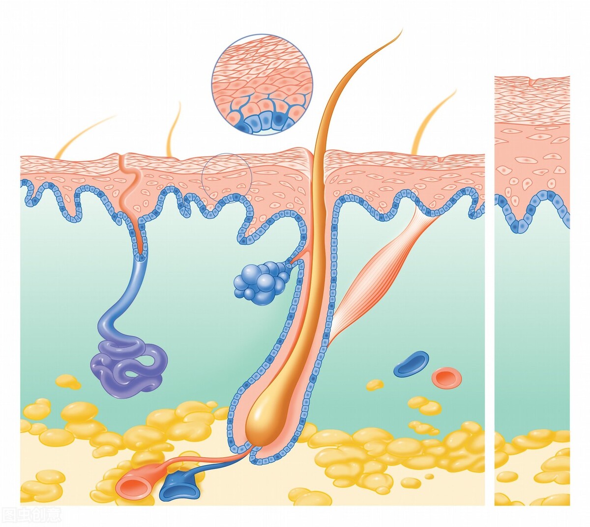 非那雄胺真的可以治脱发生发吗,非那雄胺治脱发真的有效