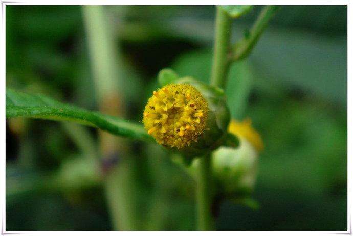 农村常见野草名称及作用,农村常见野草100块一斤