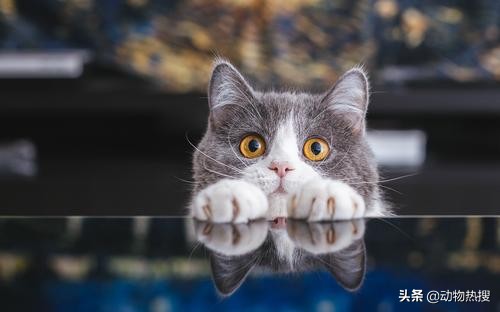 英国短毛猫有哪几种品种,你见过这样的英国短毛猫吗