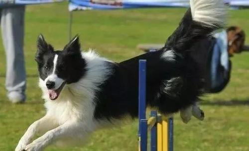 边牧不训练会不会成傻狗,边牧犬为什么不建议养成