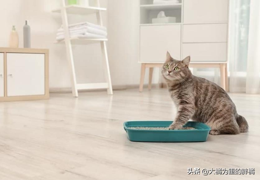 猫咪两天不拉屎正常吗幼猫,幼猫有什么上厕所的前兆