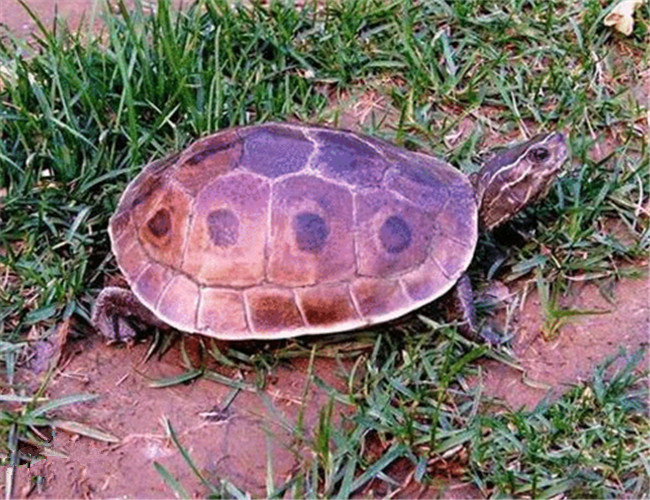 牢底坐穿系列，养一只就会坐牢，快看下你家有没有这些乌龟