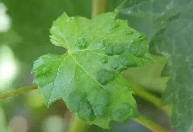 夏黑葡萄各个时间防哪些虫害,葡萄14种常见虫卵图解