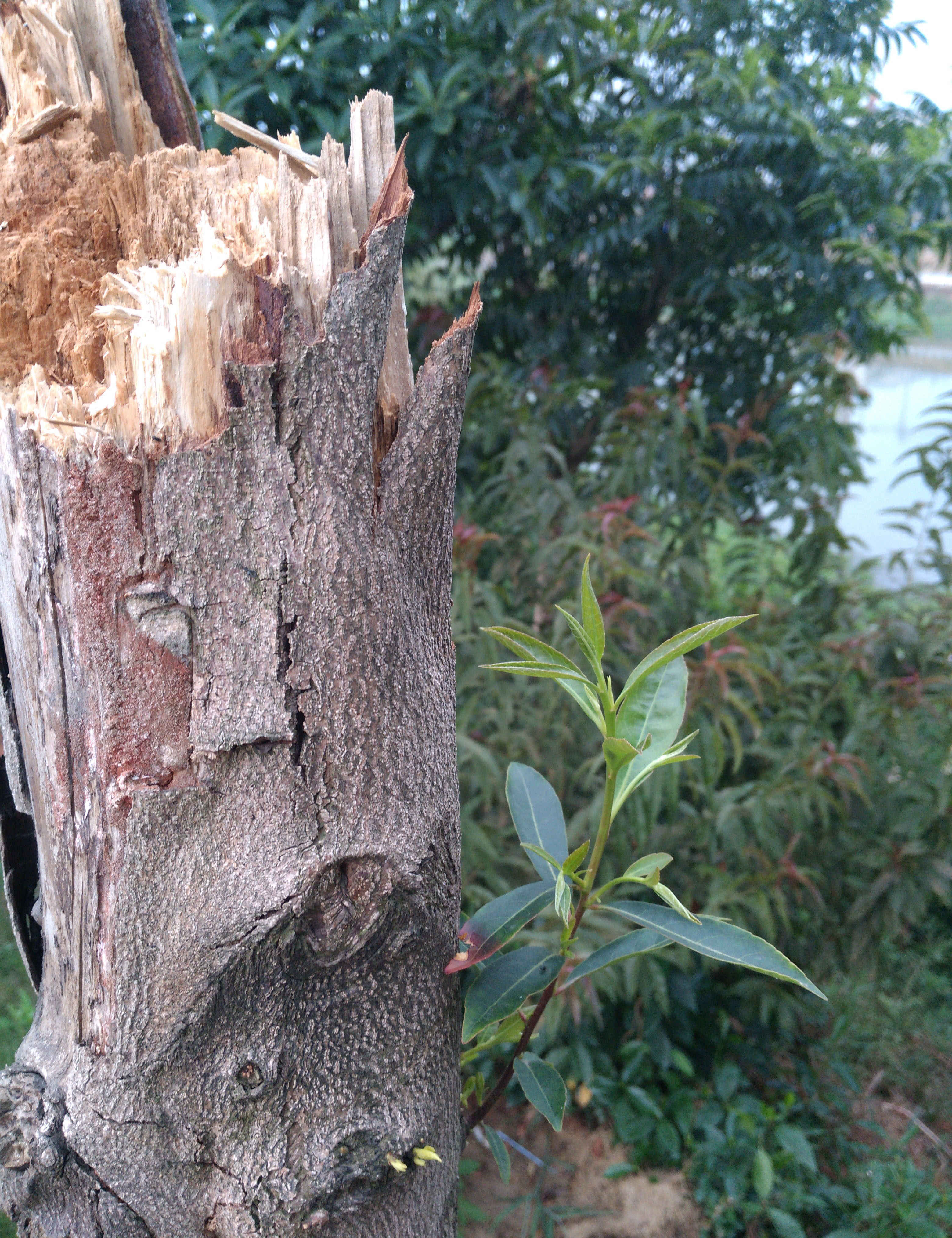树木年轮密集的是哪个方向,树木年轮疏密判断方向