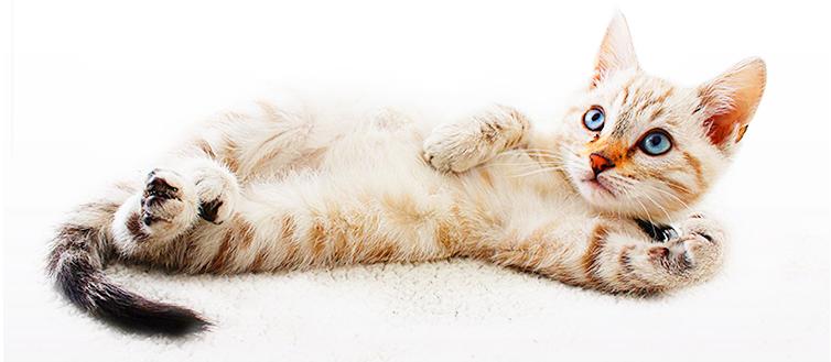 养猫入门猫粮推荐哪种,新手养猫攻略6款高品质猫粮推荐