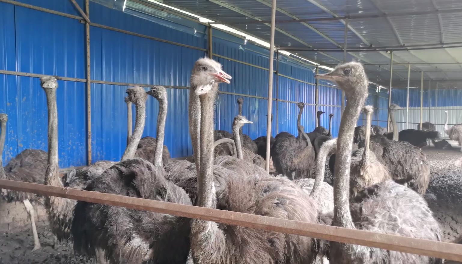 鸵鸟养殖最新技术,鸵鸟养殖技术有哪些