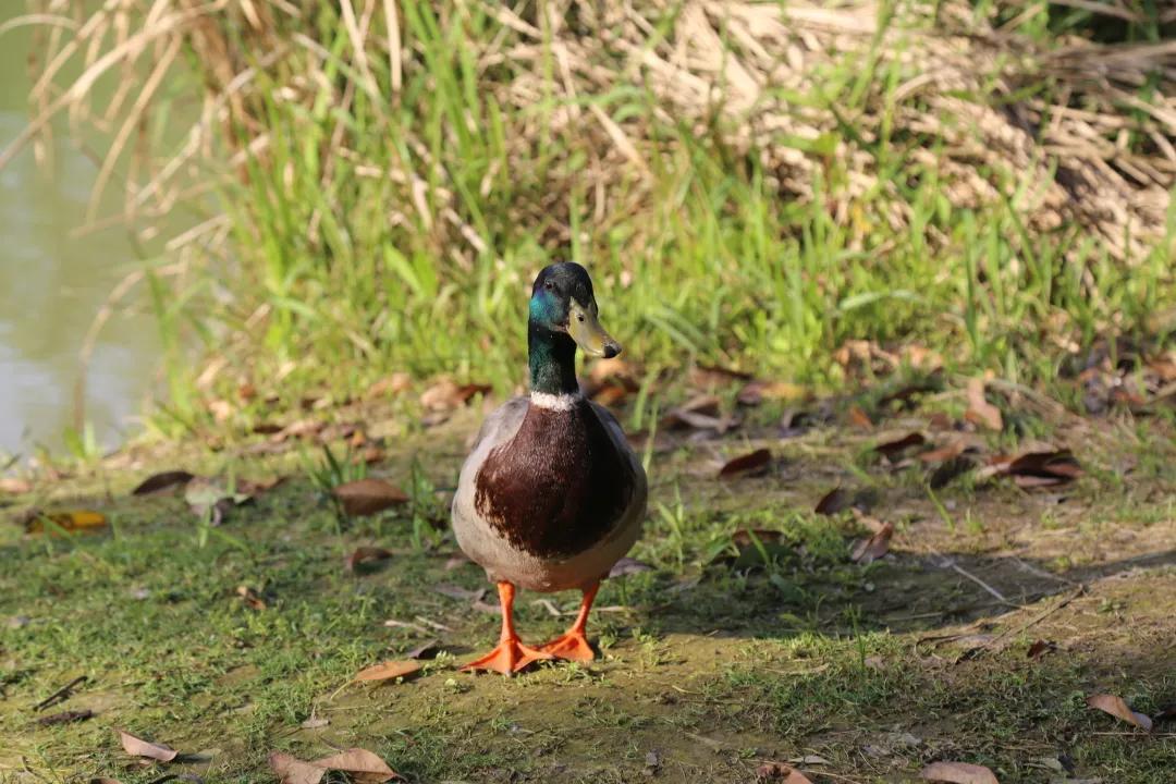 汉川5天周边游攻略,汉川徒步旅游攻略一日游