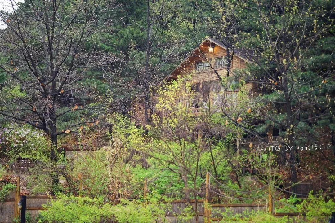 京郊童话树屋,京郊最美童话树屋