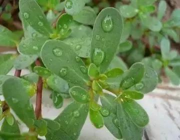 整合——28种青草药,赶快收藏备用!