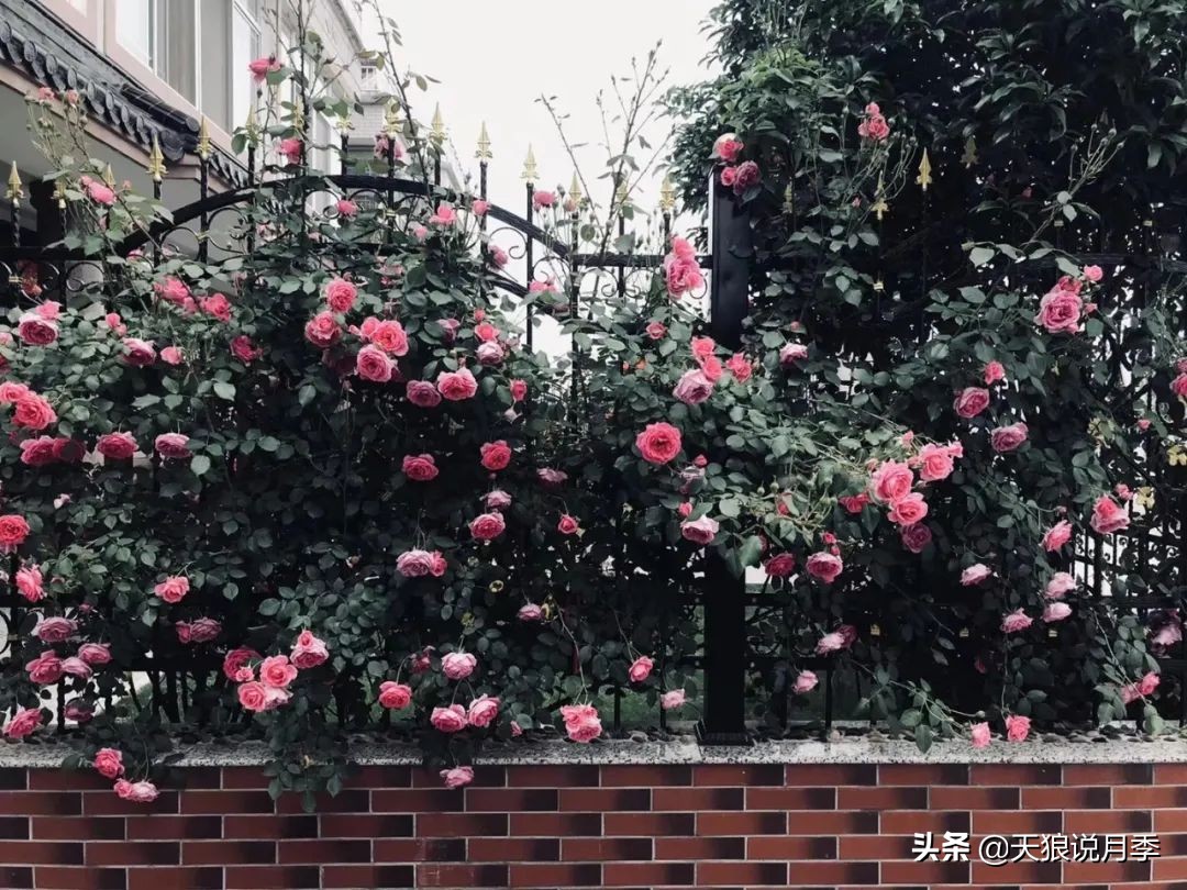 不用再羡慕别人家的院子,庭院养护全攻略