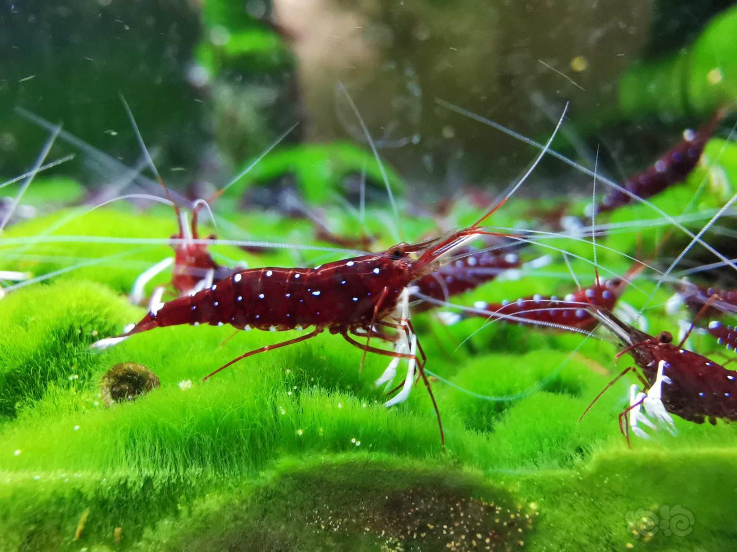 苏虾繁殖方法视频讲解,苏虾开缸教程及饲养心得