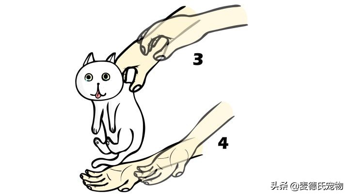 猫卧姿的正确姿势,提猫的后颈的正确姿势