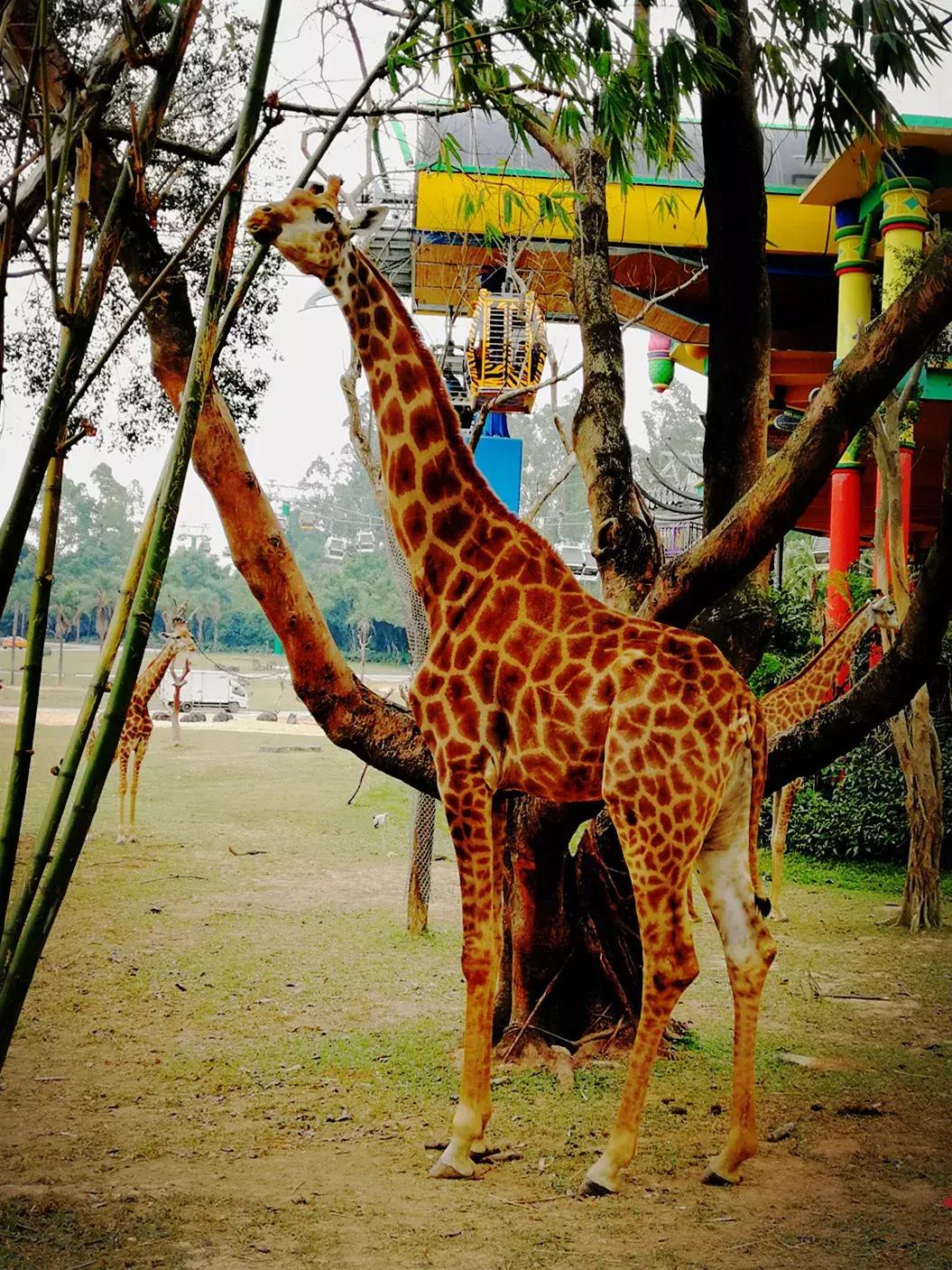 去广州长隆动物园怎么玩划算,广州长隆动物园一天最全游玩攻略