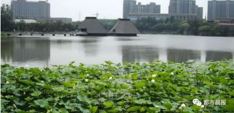 徐州荷花欣赏景区,徐州云龙湖赏荷花